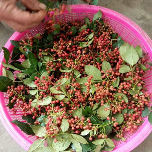泰安泰山花椒苗 
