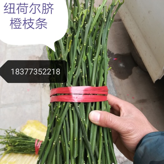 阳朔县纽荷尔脐橙枝条 10~15cm 