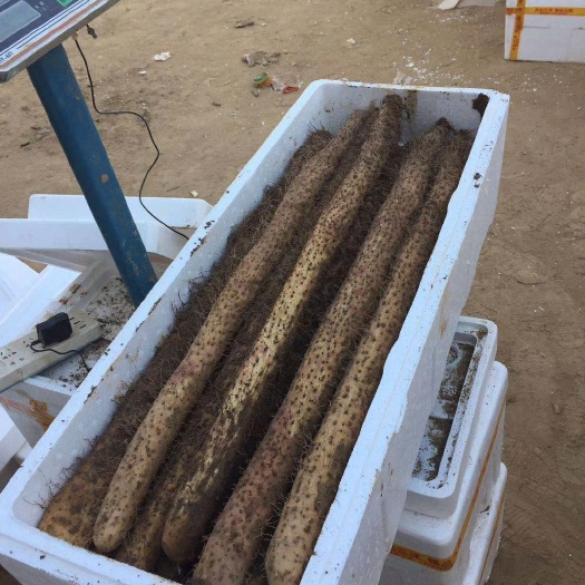 高阳县 大量供应精品麻山药手检货需要的老板欢迎来电