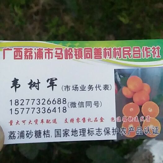 荔浦市枳壳苗 移栽苗 0.2米以下 