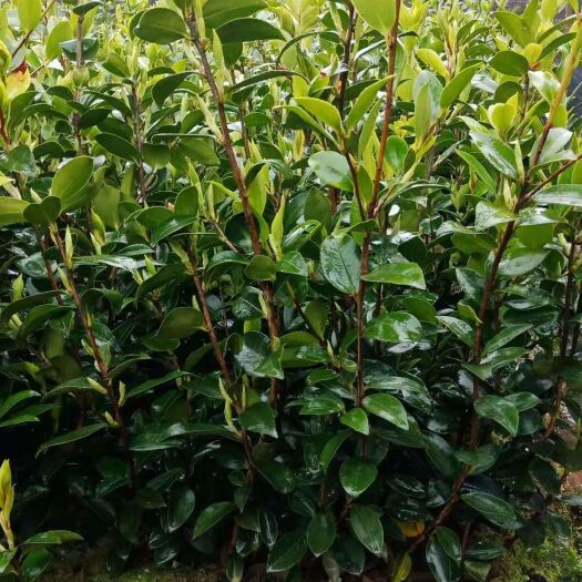 攸县油茶苗 