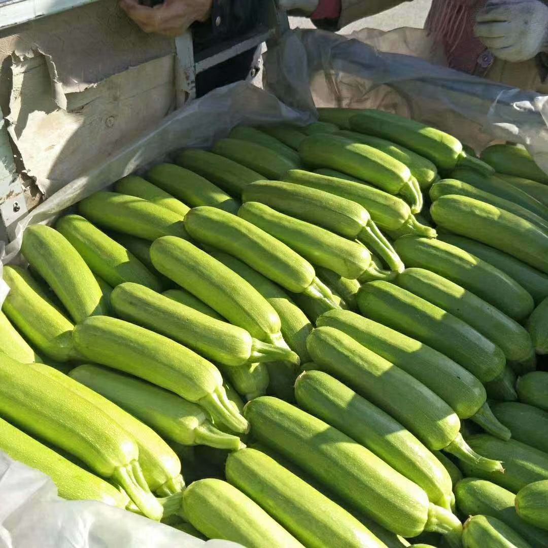 供应大厅  蔬菜 西葫芦  商品属性 品种名:绿皮西葫芦 品种名:绿皮西