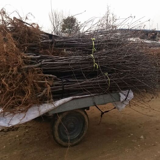 维纳斯黄金苹果苗 1~1.5米