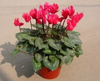 沭阳县仙客来