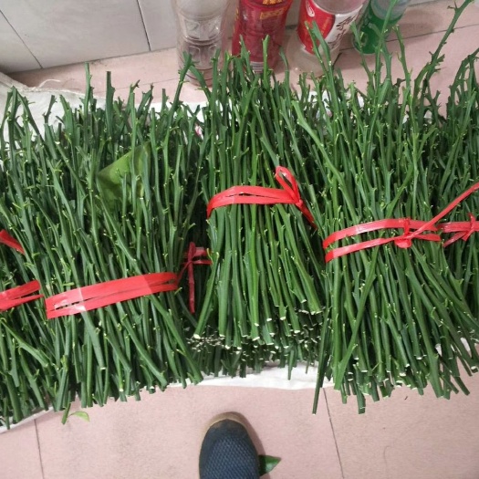 富川县纽荷尔脐橙枝条 10~15cm 
