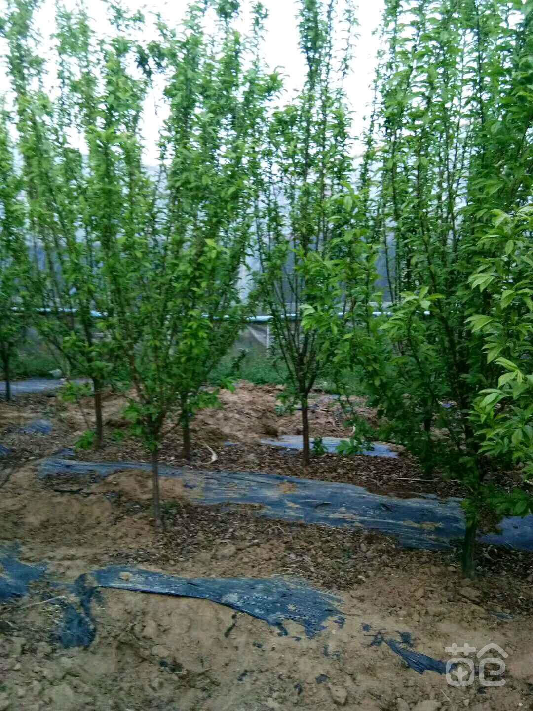  各个品种李子树苗都有