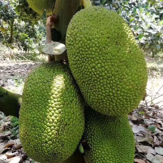 澄迈海南菠萝蜜 15斤以上 