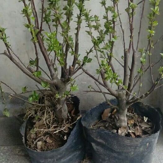 平邑县南方芭蕾苹果苗 0.5米以下 