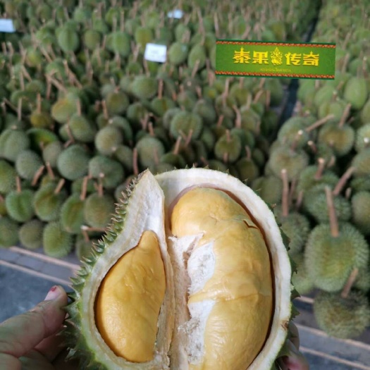 沈阳长柄榴莲 3 - 4公斤 90%以上 