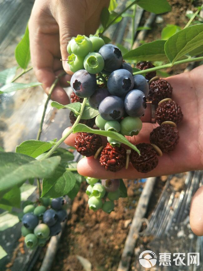 北陆蓝莓 15mm以上 鲜果 