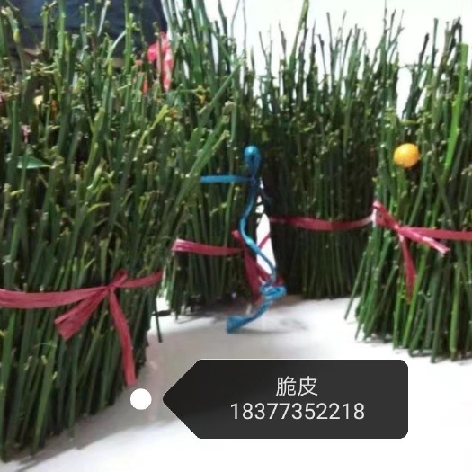 阳朔县脆皮金桔苗 脆皮金桔枝条