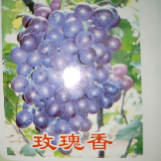 平邑县玫瑰香葡萄苗 