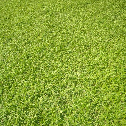 广州大叶油草 低价优质大甩卖