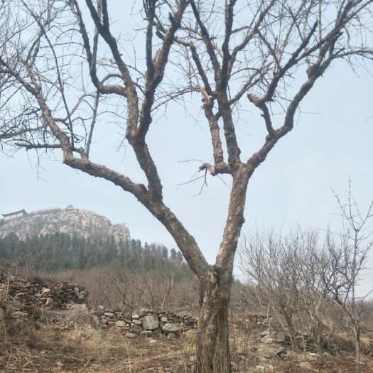 枣庄造型石榴树 