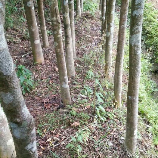 灵山县杨桃树苗 