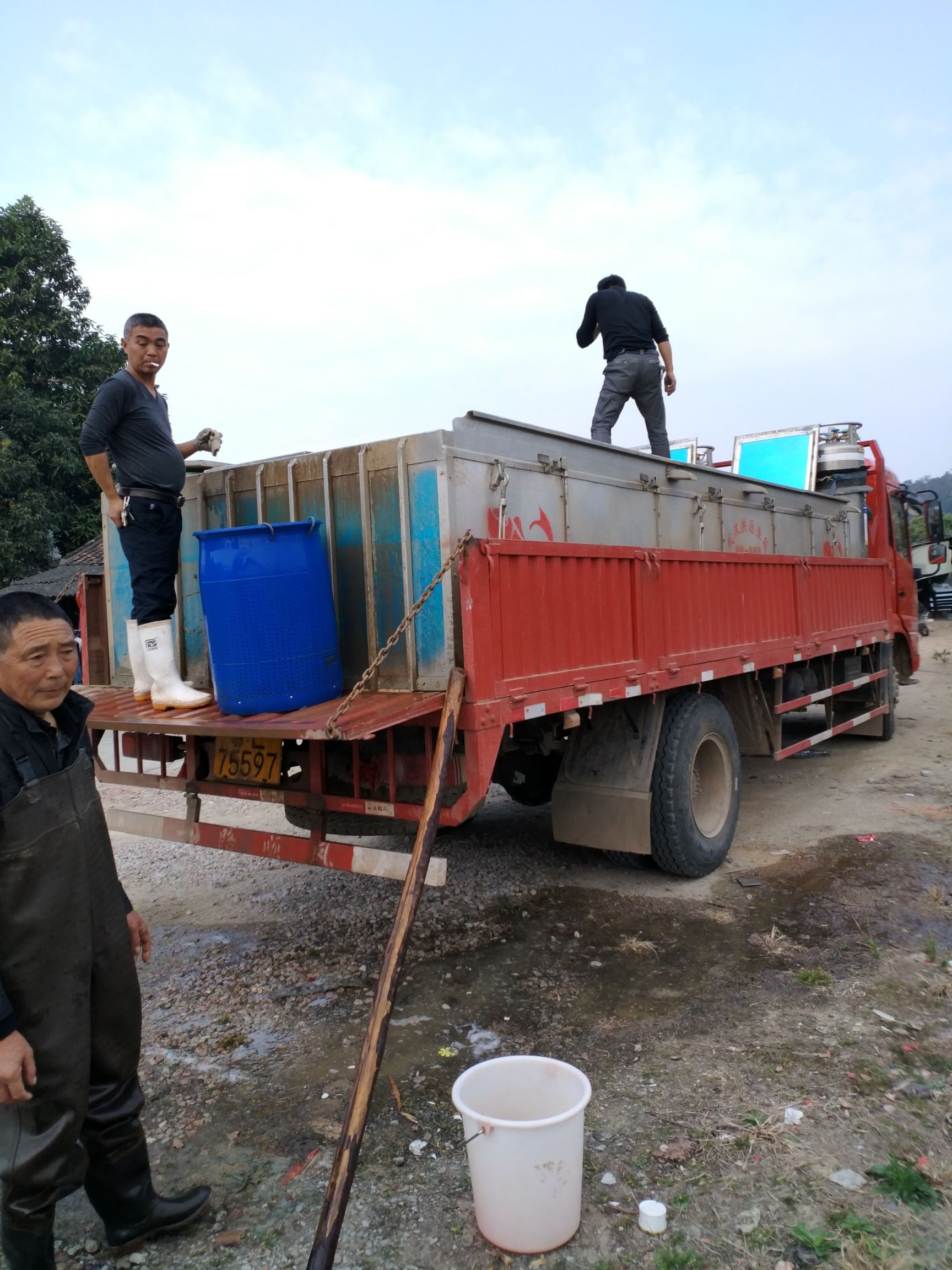  广州汇海水产渔场直供黑鱼苗 杂交黑鱼苗 生鱼苗 财鱼苗 快大
