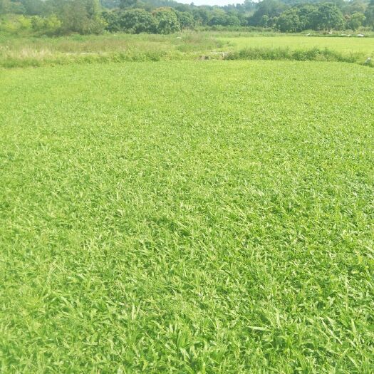广州大叶油草