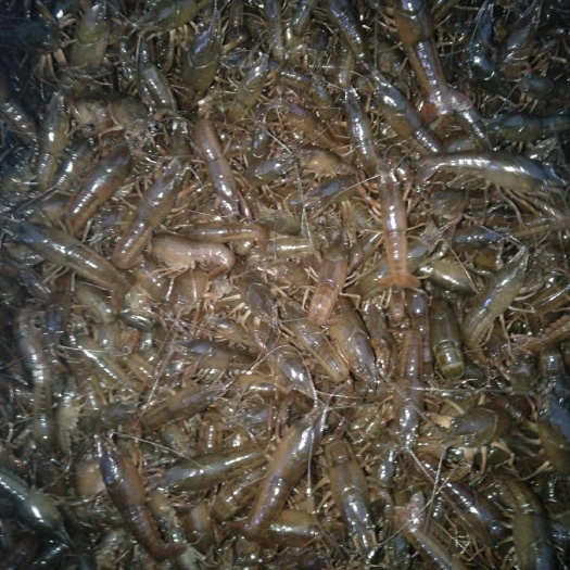 洪湖市 洪湖本地青虾虾苗