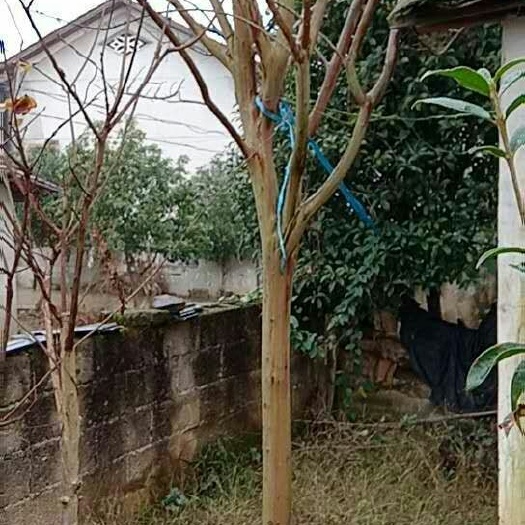 浏阳市丛生紫薇 
