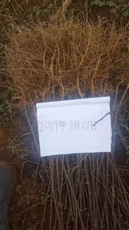 红花椒苗 