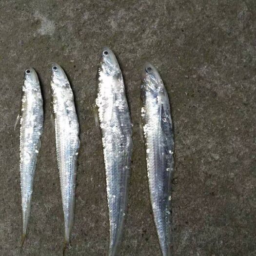 黄梅县刀鱼 