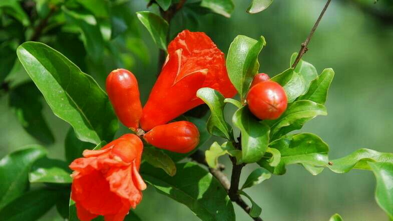 突尼斯软籽石榴树苗 突尼斯软籽石榴 3-4年大苗 已结果两年