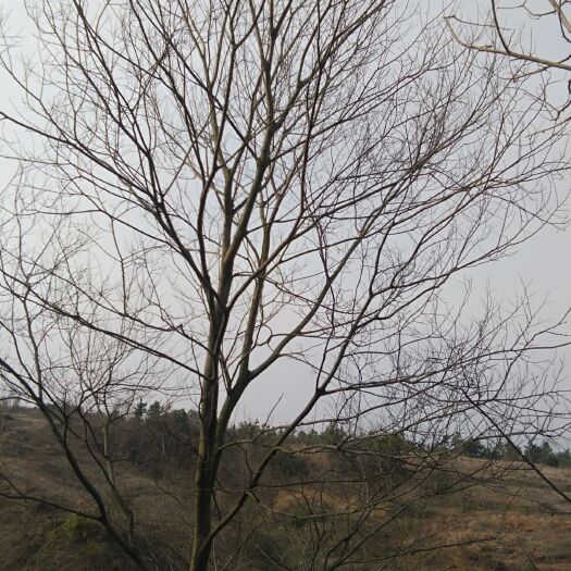 凤阳县小叶朴 