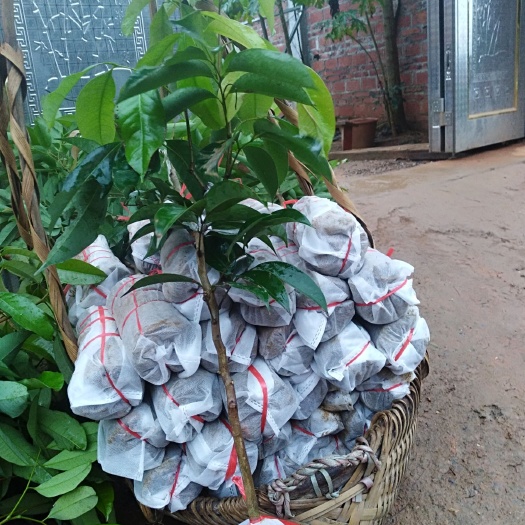 灵山县无核荔枝苗 