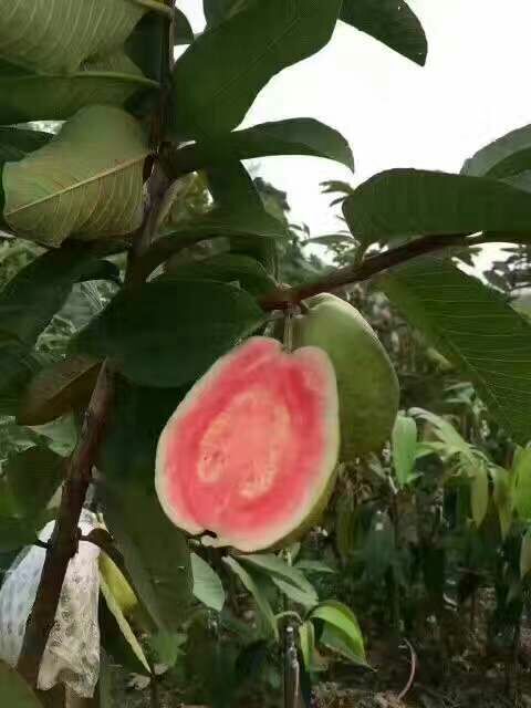 普宁市红心芭乐番石榴苗