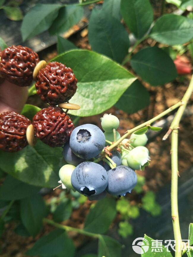 北陆蓝莓 15mm以上 鲜果 