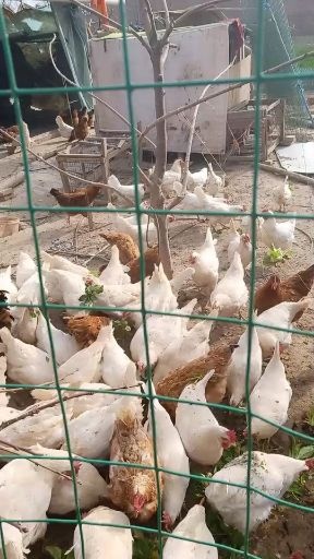 西安土鸡蛋 食用 箱装 