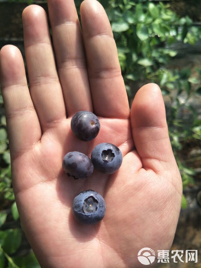 北陆蓝莓 15mm以上 鲜果 