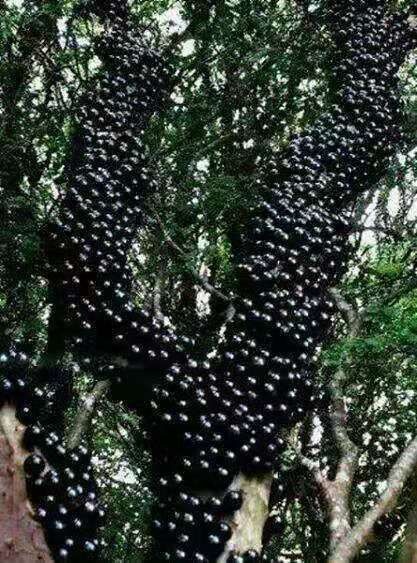 柳州四季嘉宝果 