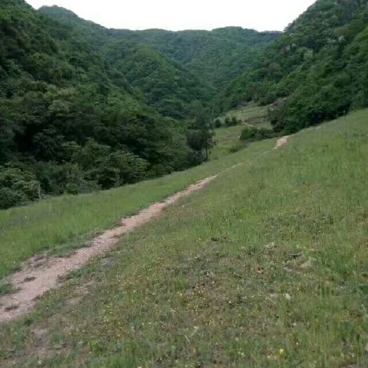 余姚市土蜂蜜 玻璃瓶装 1年  