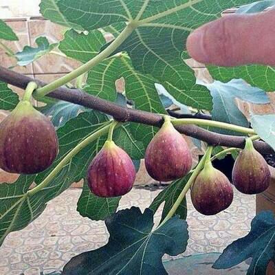 平邑县波姬红无花果苗