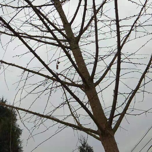 巴中银杏实生苗 