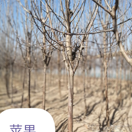 昌黎县红富士苹果苗  苹果树苗   苹果树公分
