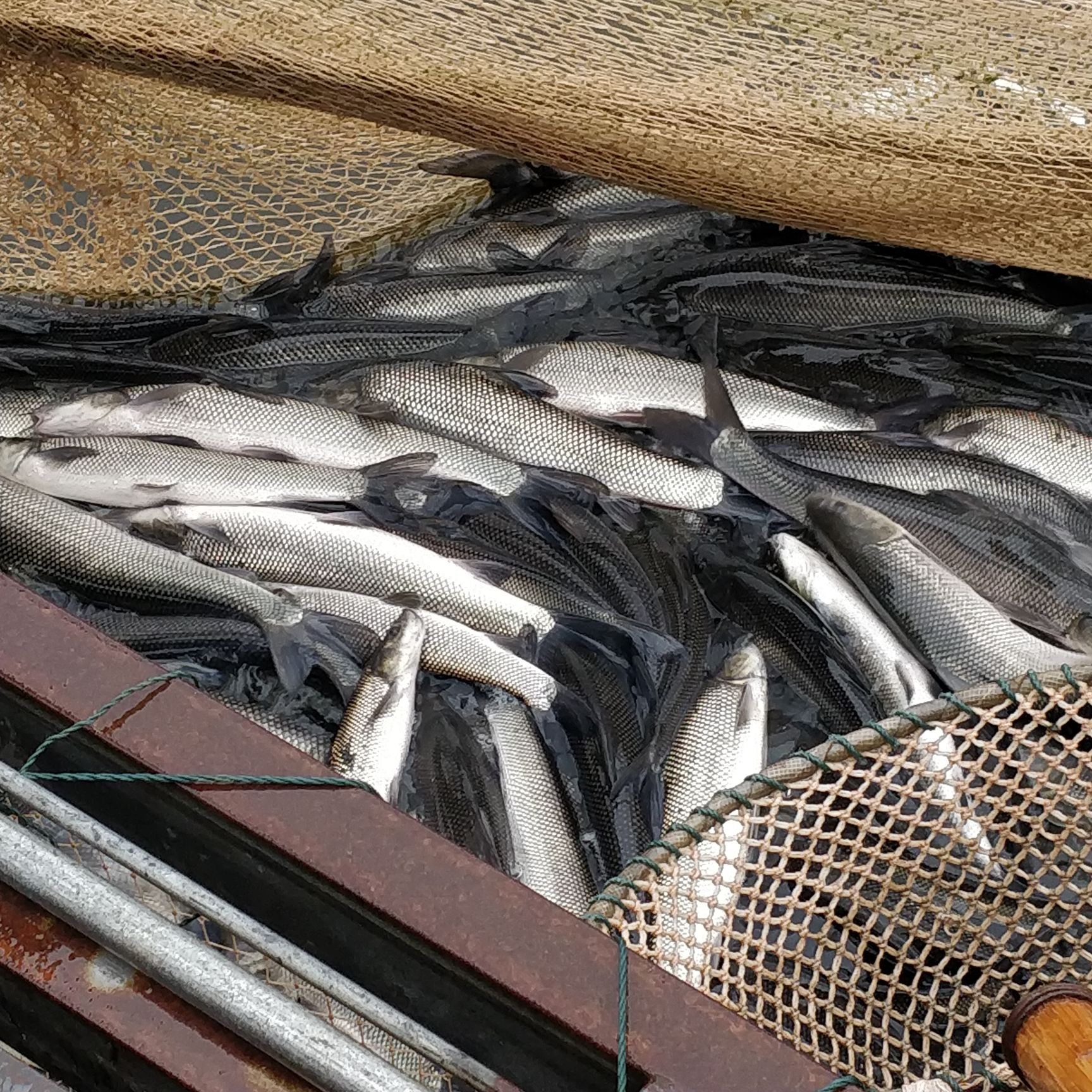 中国淡水银鳕鱼 养殖图片
