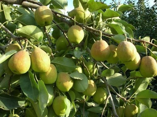 平邑县玉露香梨树苗 1~1.5米 