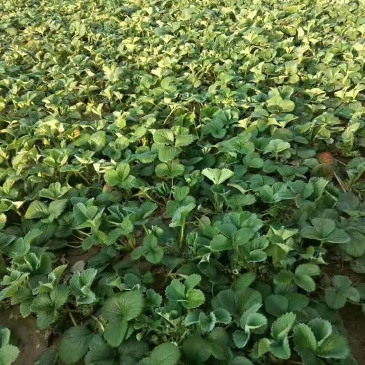 徐州奶油草莓苗 10~20公分 穴盘苗 