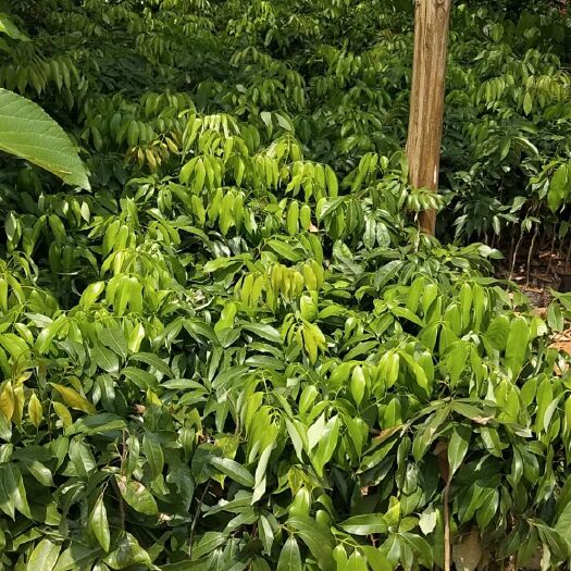 灵山县无核荔枝苗 