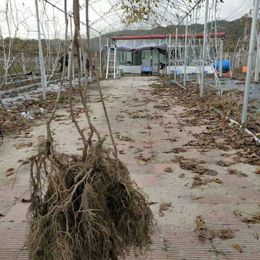 丹东龙成二号软枣猕猴桃苗  龙成2号2年苗，成活率高