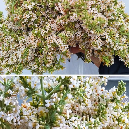 镇宁县密蒙花 