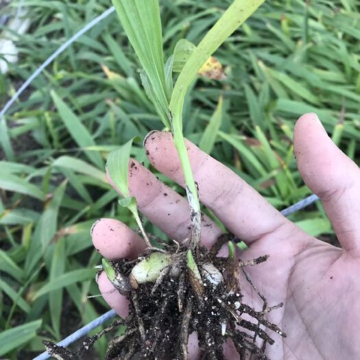 杭州紫花白芨苗 