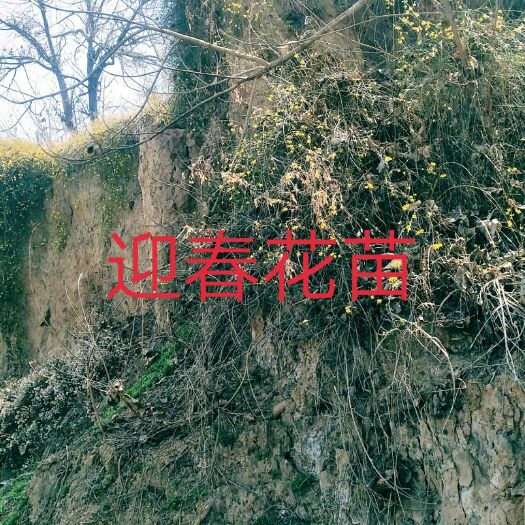 扶风县迎春花 