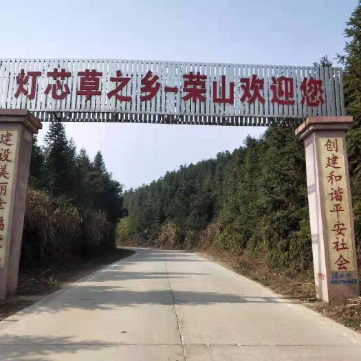 抚州灯芯草 