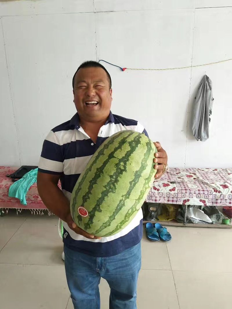 金城五号种子 正宗硒砂瓜品种，农业部登记品种，厂家直销，质量保证！