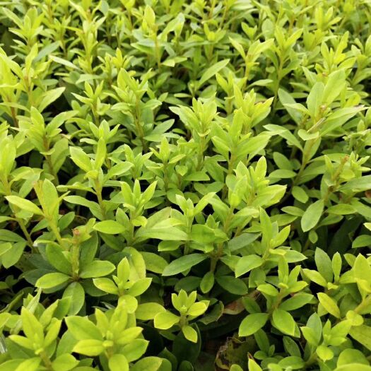 荔浦市毛杜鹃 0.5米以下