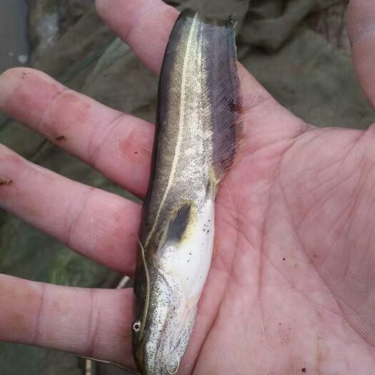 贵阳鲶鱼苗 