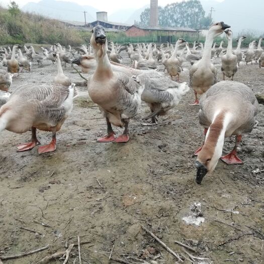 上林县狮头鹅 10-12斤 统货 半圈养半散养 